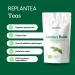 Lemon Balm Tea Organic 100g (50 Cups) | Organic Lemon Balm Leaves Clean and Dried REPLANTEA - Buy Online on SooperMarket.com
