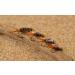 12 Bead Head Prince Nymph Fishing Flies - Mustad Signature Hooks Assortment - Buy Online on SooperMarket.com