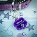 Personalised Cat Dog Tags Pet ID Engraved Acrylic Plastic Acrylic tags - Buy Online on SooperMarket.com