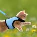 Tibapla Adjustable Rabbit Dishes & Leash for Small Pets - Mesh Bunny & Kitty Dish (Medium Blue) - Buy Online on SooperMarket.com
