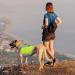 Hjyokuso Cool Vest for Dogs | Summer Cooling Jacket for Small Medium & Large Dogs | Ideal for Outdoor Activities & Training - Buy Online on SooperMarket.com