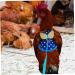 CORHAD Chicken and Duck Vest Hen Leash Chicken Lead and Harness Small Dog Harness Rooster Costume Pet Leash 17X15X0.5CM Blue - Buy Online on SooperMarket.com