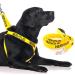 NERVOUS (Give Me Space) Yellow Colour Coded Non-Pull Dog Harness and 60cm 1.2m 1.8m Luxury Neoprene Padded Handle Lead Sets PREVENTS Accidents By Warning Others Of Your Dog In Advance (Harness & 1.8m) Harness & Long 1.8m/72inch Lead
