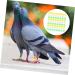 BCOATH Colored Tabs 300pcs Bands Small Green Pigeons Bird Outdoor Ring Finch Classification Doves Pigeon Dove Clip Ducks Colorful White Pet Birds Marking for Band Parrots Bright Professional Chicks 1.3X1.3X0.5CM As Shown - Buy Online on SooperMarket.com