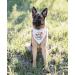 NTKIO Big Sister Pet Dog Bandana - Funny White Flower Pattern Plaid Cotton for Pregnancy Announcement and Gender Reveal - Dog Lovers Gift - Buy Online on SooperMarket.com