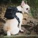 OneTigris Eureka Dog Backpack for Small Dogs - Lightweight Black XS with Poop Bag Dispenser | Ideal for Daily Hiking - International Shipping Available - Buy Online on SooperMarket.com