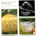 GANAZONO 4pcs Clear Fruit Mini Watermelon Plastic Fruit Square Mold Small Fruit Mold Ginseng Tool Pumpkin - Buy Online on SooperMarket.com