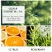 Handmade Men s Exfoliating Soap Bar | Citrus Cedar Shampoo & Body Scrub | Nourish & Cleanse Skin & Hair - Buy Online on SooperMarket.com
