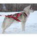 Northern Howl X-Back Dog Harness - XL Red for Canicross Bikejoring Skijoring & Dogscooting - International Shipping Available - Buy Online on SooperMarket.com