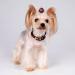 JpGdn 24 Pcs Dog Hair Bows Flowers with Rubber Bands Handmade Topknot Hair for Small Medium Puppy Doggies Kitten Cats Grooming Accessories - Buy Online on SooperMarket.com