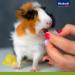 Vita Power Frutti Corn 30g Sugar-Free Fruit Cuts for Rodents with Banana Cowardly & Dates Portionable Pet Treats - Buy Online on SooperMarket.com