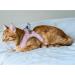 Buy Belffy Cat Dishes & Leash Set - Automatic Leash for Cats Kittens & Dogs - Stylish Pink Jacket for All Pets - Buy Online on SooperMarket.com