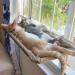 Cat Hammock Perch - Window Bed Seat Shelf for Indoor Cats | Safety Resting Shelf for 2 Cats | 360 Sunny Seat Space Saving Cat Bed (Khaki) - Buy Online on SooperMarket.com