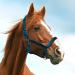 Nobleza Green Knotted Halter for Horses | Padded Nose & Neck | Perfect for Riding Training - International Shipping Available - Buy Online on SooperMarket.com