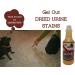 DESTROYER - Ultimate Permanent Urine Stain & Odor Remover | No More Re-Marking | Dissolves Urine Salts - Buy Online on SooperMarket.com