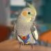 Shenrongtong Parrot Diaper - Protective Bird Harness Flight Suit Waterproof And Leakproof Liner For Parakeet Cockatoos Parrot M - Buy Online on SooperMarket.com