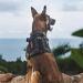 Tactical Dog Harness Vest Military Dog Harness for Large Medium Dogs No-Pull Service Dog Vest with Hook & Loop Panels Adjustable Dog Vest Harness for Walking Hiking Training(Black Medium) M Black - Buy Online on SooperMarket.com