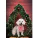 Buy Lionet Paws Red & White Striped Dog Bandana - Triangle Scarf for Stylish Pets - International Shipping Available - Buy Online on SooperMarket.com