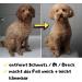 Moki B r Dog Shampoo with Argan Oil | Smooth Fur & Easy Combing | Made in Germany 250ml | International Shipping - Buy Online on SooperMarket.com