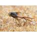 Mustad Signature Fly Hooks Nymph Fly Assortment - 57 Fishing Flies in Various Sizes - Buy Online on SooperMarket.com