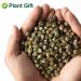 Plantgift Jasmine Dragon Pearls Tea 130g - Premium Green Tea & Oolong Blend - Best Jasmine Tea for a Soothing Experience | International Shipping - Buy Online on SooperMarket.com