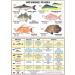 Florida Saltwater Fish ID Guide - 10th Edition | 9749091574 - Buy Online on SooperMarket.com