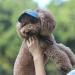 BT BEAR Adjustable Baseball Cap for Dogs - Summer Sports Hat with Ear Holes for Small & Medium Dogs (XL Light Blue) | International Shipping - Buy Online on SooperMarket.com