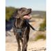 Joytale Large Dog Harness - Reflective Soft Padded Adjustable Breast Harness for Safe Control - Breathable & Comfortable - Gray (1 Pack) - Buy Online on SooperMarket.com