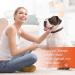 AlievePet Giardia Rapid Test for Dogs & Cats - Self-Test Device (2 Pieces) | Fast & Accurate Pet Health Solution - Buy Online on SooperMarket.com