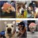Frienda Quiet Ears for Dogs - Noise Protection Knitted Dog Ear Muffs | Pet Winter Hat for Medium to Large Dogs - Pink - Buy Online on SooperMarket.com