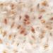 Phoenix Oyster Mushroom Grain Spawn - 1 lb | Ready-to-Use - Buy Online on SooperMarket.com