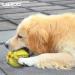 Laroo Durable Natural Rubber Dog Ball | Squeaker Toy for Small & Large Dogs | 9cm Green Dog Football - Buy Online on SooperMarket.com