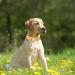 YUDOTE Ultra-Soft Natural Cotton Dog Collar for Large Dogs with Sensitive Skin - Orange L (1 Pack) - Buy Online on SooperMarket.com