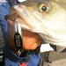 Acme Kastmaster Fishing Lure 3/4 oz Chrome - Balanced, Aerodynamic, and Line Twist-Free - Buy Online on SooperMarket.com