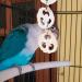Bird Toys - 9 Piece Parrot Swing Set & Cage Accessories | Wooden Platforms for Budgies Finches & Nymphensittiche - Buy Online on SooperMarket.com