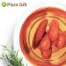 Plant Gift Burdock Root Tea 100g - Organic Non-Irradiated Sustainable Superfood for Weight Loss - Arctium Lappa L. - Buy Online on SooperMarket.com