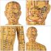 Model Human Acupuncture - Traditional Chinese Medicine Meridian and Acupoint Teaching - Man and Woman Acupuncture with Points - Includes Hands At - Buy Online on SooperMarket.com