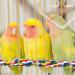 Bird Rope Spiral Perch - Ideal Climbing Rope for Parrots Budgies Cockatiels & Parakeets | 80cm with Metal Nut - Buy Online on SooperMarket.com