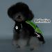 Ranphy Waterproof Dog Rain Coat for Medium & Large Dogs - Reflective Breathable Ultra-Light Jacket with Abdominal Protection - Perfect for Dachshunds & Labradors (9XL Green & Black) - Buy Online on SooperMarket.com