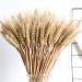 Dried Wheat Stalks 100Pcs Dried Wheat Sheaves Rustic Natural Ears of Wheat Natural Wheat Decor for Home Farmhouse Fireplace Wedding Party and Table/523 - Buy Online on SooperMarket.com