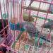 Bird Food Water Dispenser Bird Water Bottle Parrot Automatic Water Feeder Water Drinker Food Feeder Waterer Clip Feeder Cage Accessories for Parrot Budgie Lovebirds Cockatiel Parakeet Cockatoo - Buy Online on SooperMarket.com