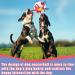 Hetoo Interactive Dog Toys | Durable Football with Gripping Bottles | Perfect for Small & Medium Breeds | Water Toys for Indoor & Outdoor Play - Large Size 3 Angry-Chick - Buy Online on SooperMarket.com