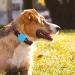 Buy Airtag Dog Collar - Silicone GPS Tracking Accessories for Dogs & Cats | Anti-Lost Protective Cover in Green - Buy Online on SooperMarket.com
