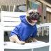 iChoue Lightweight Dog Raincoat Hooded Jacket for French Bulldog Shiba Inu - Blue/Size M - Buy Online on SooperMarket.com