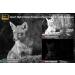 (2022 Upgraded) Meidase P60 Trail Camera 32MP 1296P Game Camera - Fast 0.1s Motion Activated - Clear 100ft Night Vision - Waterproof for Hunting, Wildlife Deer Scouting - P60 Camo - Buy Online on SooperMarket.com