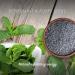 Natural Peppermint & PoppySeed Soap 95g Bar - Handmade with Shea Butter & Coconut Oil - Vegan & Eco-Friendly - Buy Online on SooperMarket.com