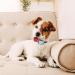 PcEoTllar Small Dog Bark Collar - Humane Anti Barking Device with 7 Levels Vibration & Beep Modes - Buy Online on SooperMarket.com