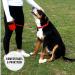 Buy High-Quality Cong Roll-Out Dog Leash 5m for Large Dogs up to 50kg | Soft Handle & Reflective Belt | Durable Lock System | Black - Buy Online on SooperMarket.com