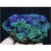 SQGCPGOQ Natural Rare Green Malachite s ore Sample/from Laos Beautiful (Size : 200-250g) (Size : 600-650g) - Buy Online on SooperMarket.com