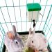 VandanCoop 500ml Automatic Rabbit Water Bottle - Non Drip Hanging Water Feeder for Small Animals - Buy Online on SooperMarket.com